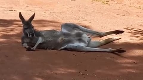 Kangaroo relaxing