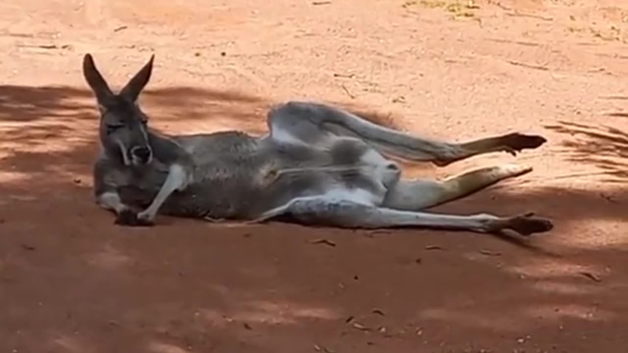 Kangaroo relaxing