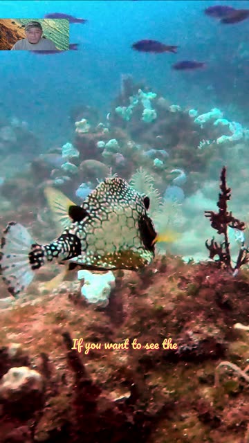 This Trunkfish Glides Like It's Underwater Royalty #scubadiving #shorts #roatan