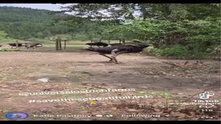 Call Off the Slaughter Save the Ostriches