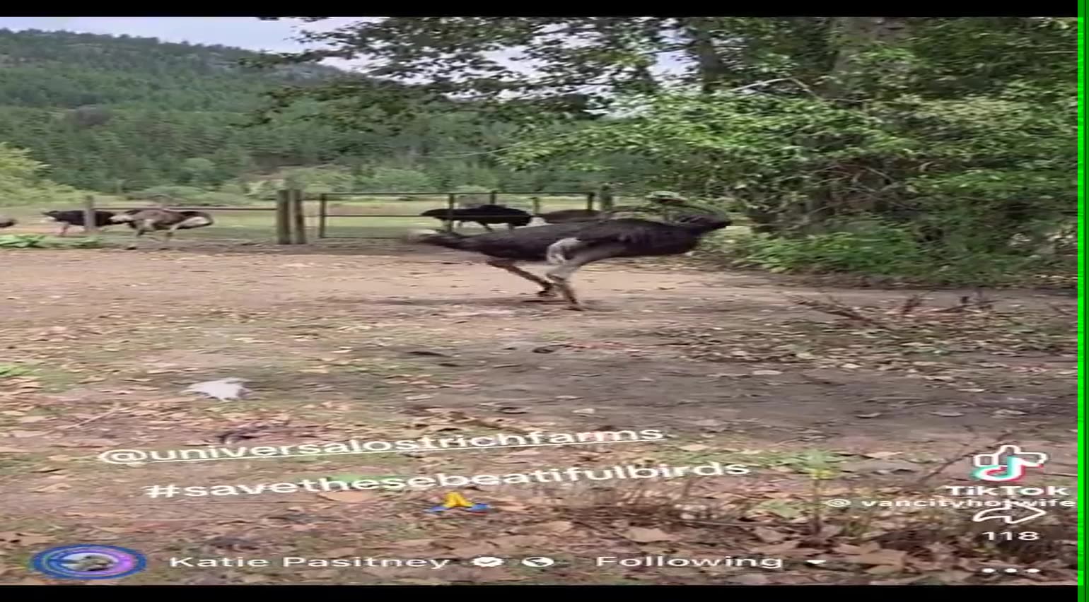 Call Off the Slaughter Save the Ostriches