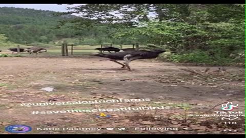 Call Off the Slaughter Save the Ostriches