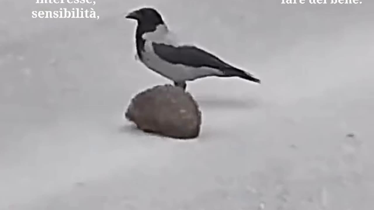 Secondo me lo sta aiutando...