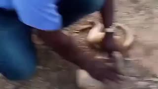 A man saves a monkey’s life with CPR In India
