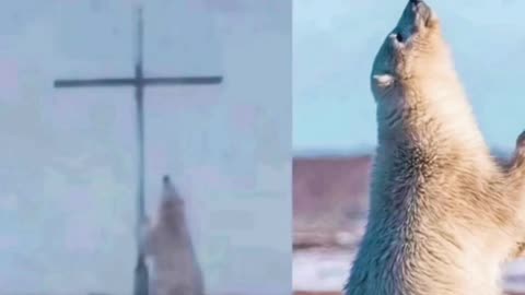 This polar bear was found praying in front of this cross in Canada. Even the