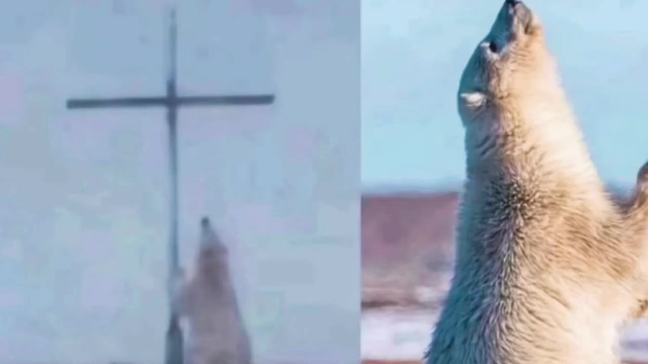 This polar bear was found praying in front of this cross in Canada. Even the