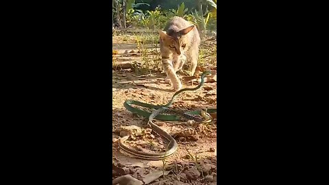 animal fight 2