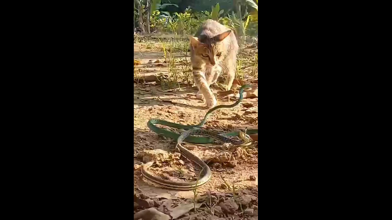 animal fight 2