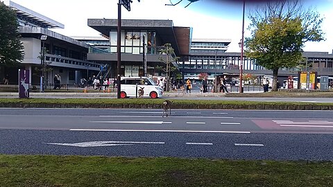 奈良県にいる鹿さんの映像