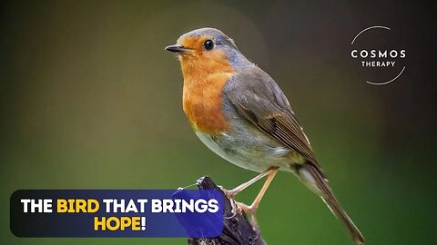 Inside the Life of a Robin | Nature’s Gentle Guardians