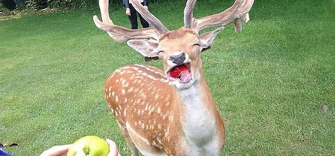Funniest ANIMALS Videos 2025 That Will Make You Laugh To Tear😂😂