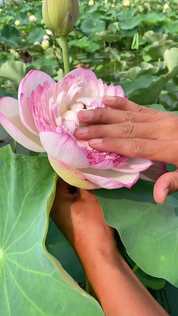 beautiful water flower opening | Lily flower |Rose flower | sunflower | jasmine | tulip flower 🌻🌹