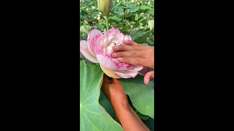 beautiful water flower opening | Lily flower |Rose flower | sunflower | jasmine | tulip flower 🌻🌹