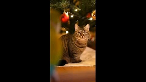 The Parrot Explains Christmas… Completely Wrong #parrot #parrotcomedy #pets #funnyanimal #shorts