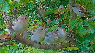 How I Am Usually Greeted When I Go to the Park