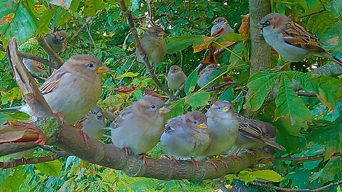 How I Am Usually Greeted When I Go to the Park