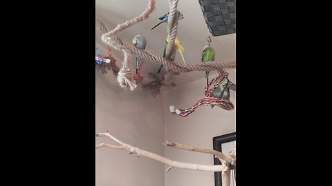 9 Bonding Birds