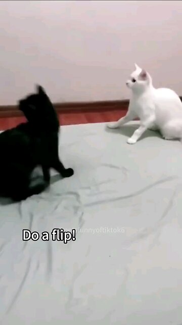 Funny cats