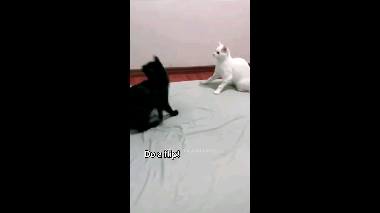 Funny cats