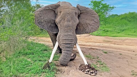 Big Elephant Tusker Crushes Ground in Powerful Display