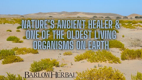 The Health Benefits of the Creosote Bush (Chaparral)