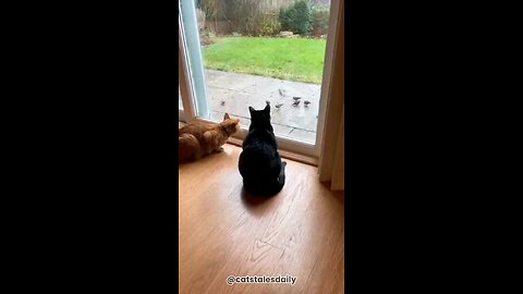 Tuxedo: What the hell was that?! 😹🐶