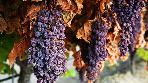 How to make Dry Grape - Fact About Dry Grapes Making Processing - How Dry Grapes Come To Us