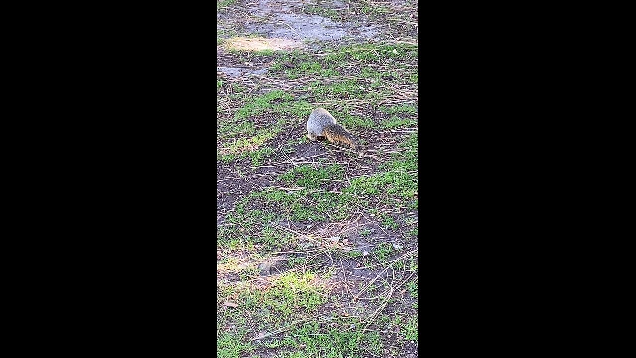 Squirrel 🐿️ #squirrel #subscribe #shorts #viral #trending
