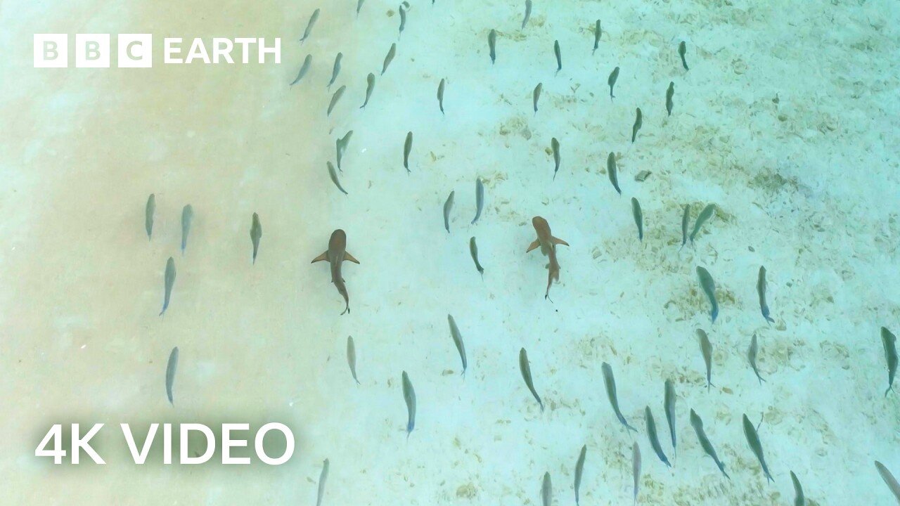 Sharks and Fish Form Unlikely Hunting Duo
