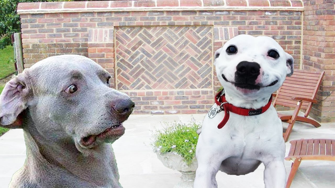 The Funniest Dog Chaos Ever Caught on Camera