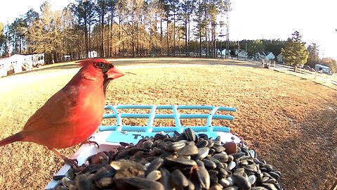 Cardinal Stops By