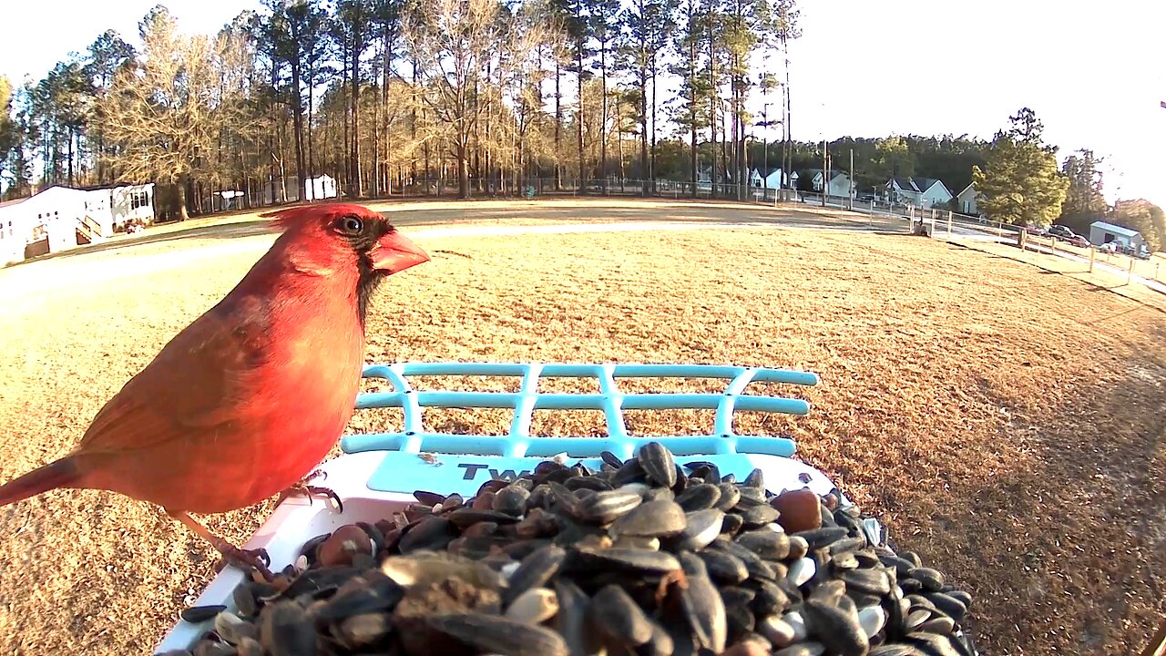 Cardinal Stops By