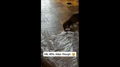 Cute playful ferret