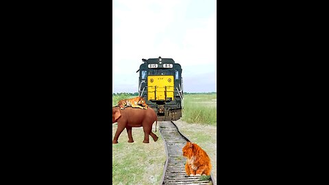 Animals and train