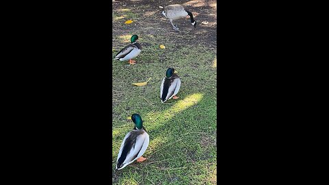 Mallard Ducks 🦆 & Coots & Canada Goose 🪿 #mallardducks #canadagoose #subscribe #shorts #coot