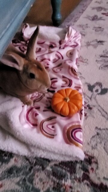 Pumpkin eatin' bun 🎃