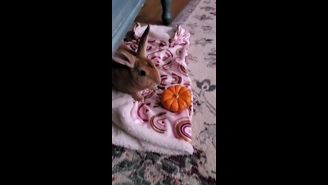 Pumpkin eatin' bun 🎃