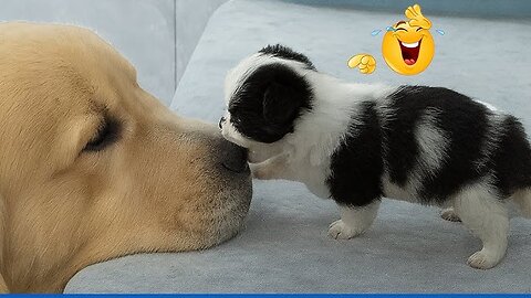 Try Not to Laugh! Hilarious Dogs & The Funniest Dog and Cat Videos of the Year 😂🐕