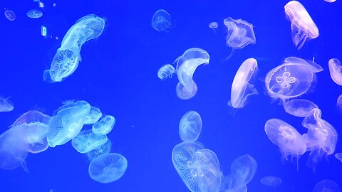 Jelly fish sound - Ocean Sounds