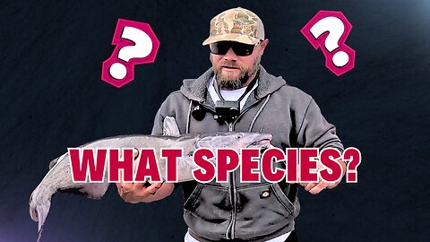 Is This a Blue or a Channel Catfish?!