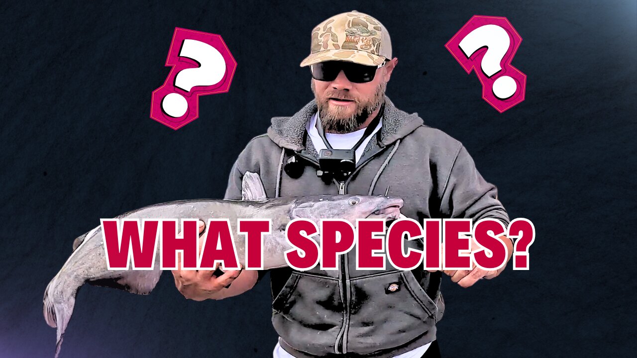 Is This a Blue or a Channel Catfish?!