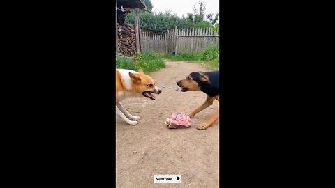 Fighting over food