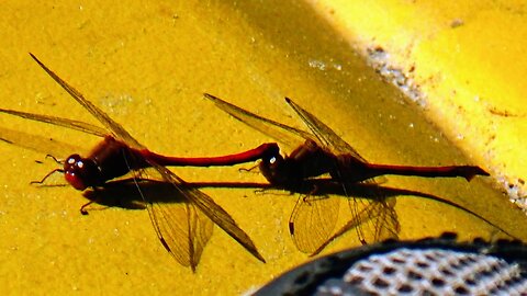 Dragonflies