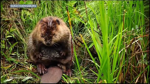 Why engineers are turning to beavers for insights into managing water resources