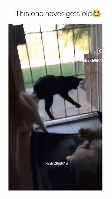 The dog freaked everyone out, lol