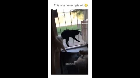 The dog freaked everyone out, lol