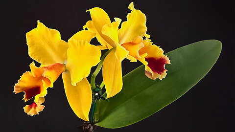 2025 February St. Augustine Orchid Society's Virtual Show Table