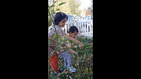 tomato harvesting 🍅🇺🇸