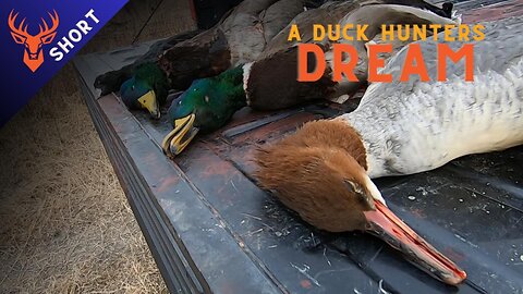 The Honey Hole! - Montana Waterfowl Hunt #hunting #watchoutforthenew #travel #wildlife #duckhunting