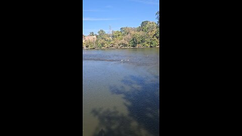 Seagull on the Fox River